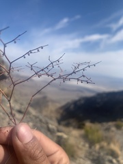 Eriogonum deflexum deflexum