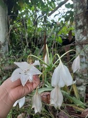 Crinum moorei