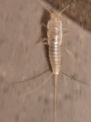 Ctenolepisma calvum