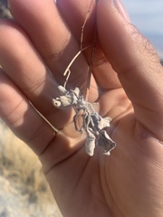 Eriogonum deflexum deflexum