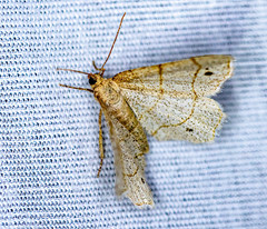 Trigrammia quadrinotaria