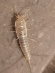 Ctenolepisma calvum