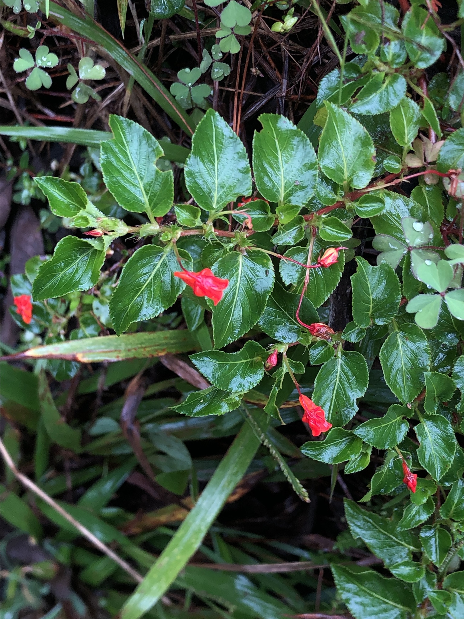 Violaceae image