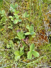 Fragaria virginiana platypetala