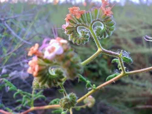 iNaturalist observation photo of branching phacelia