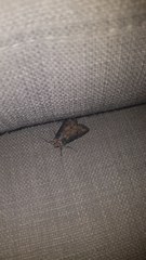 Agrotis clavis