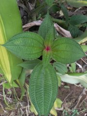 Miconia subcrustulata