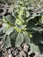 Phlomoides isochila