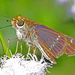 Purple-washed Skipper - Photo (c) Jerry Oldenettel, some rights reserved (CC BY-NC-SA)
