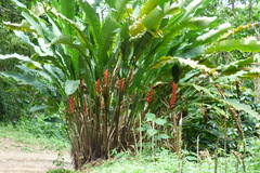 Heliconia