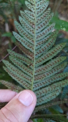 Blechnum parrisiae
