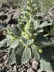 Phlomoides isochila