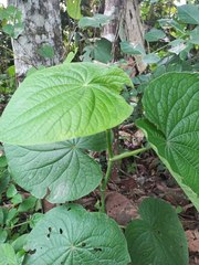 Piper umbellatum