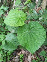 Piper umbellatum