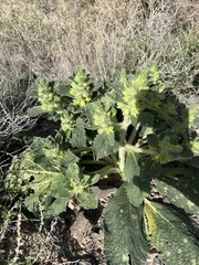 Phlomoides isochila