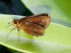 Iambrix salsala salsala