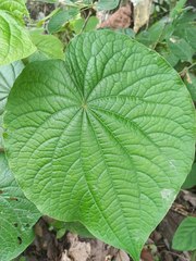 Piper umbellatum