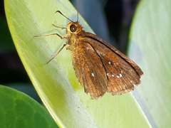 Iambrix salsala salsala