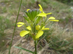 Erysimum sylvestre