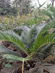 Cycas revoluta