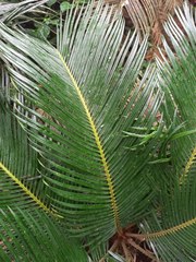Cycas revoluta