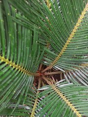 Cycas revoluta