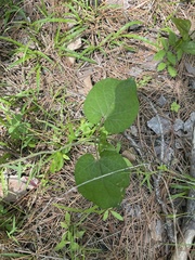 Matelea hirtelliflora