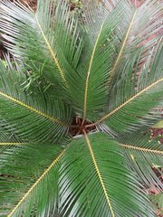 Cycas revoluta