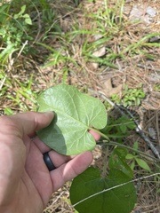 Matelea hirtelliflora