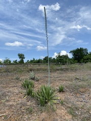 Agave univittata
