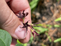 Matelea hirtelliflora