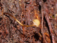 Mycena mamaku