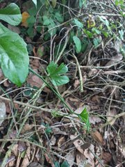 Rubus reflexus