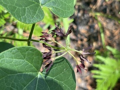 Matelea hirtelliflora