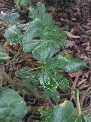 Rubus reflexus