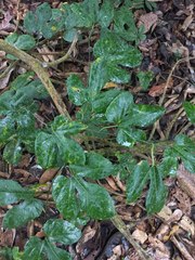 Rubus reflexus