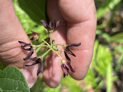 Matelea hirtelliflora