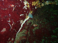 Protula pacifica