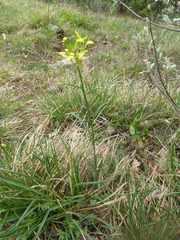 Erysimum sylvestre