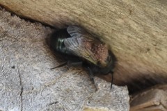 Chaetodactylus krombeini