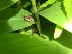 Kurixalus idiootocus