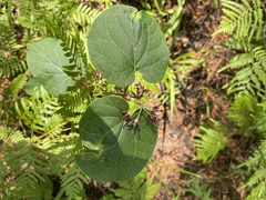 Matelea hirtelliflora