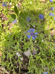 Centaurea cyanus