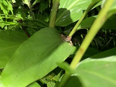 Kurixalus idiootocus