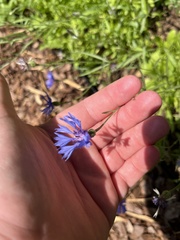 Centaurea cyanus
