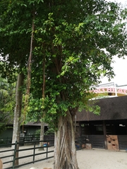 Ficus benghalensis krishnae