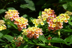 Lantana