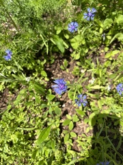 Centaurea cyanus