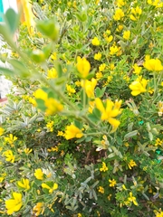 Genista monspessulana