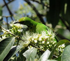 Chloropsis aurifrons